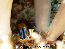 Little Nudi in Between soft Corals. Taken at Mabul Island... by Adrian Schokman 